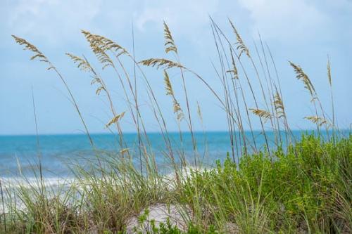 Beach;Coast;Florida;Ocean;Sand;Sea;Sea Oats;Seascape;Shore;Shoreline;Tropical;United States;Water;Waves